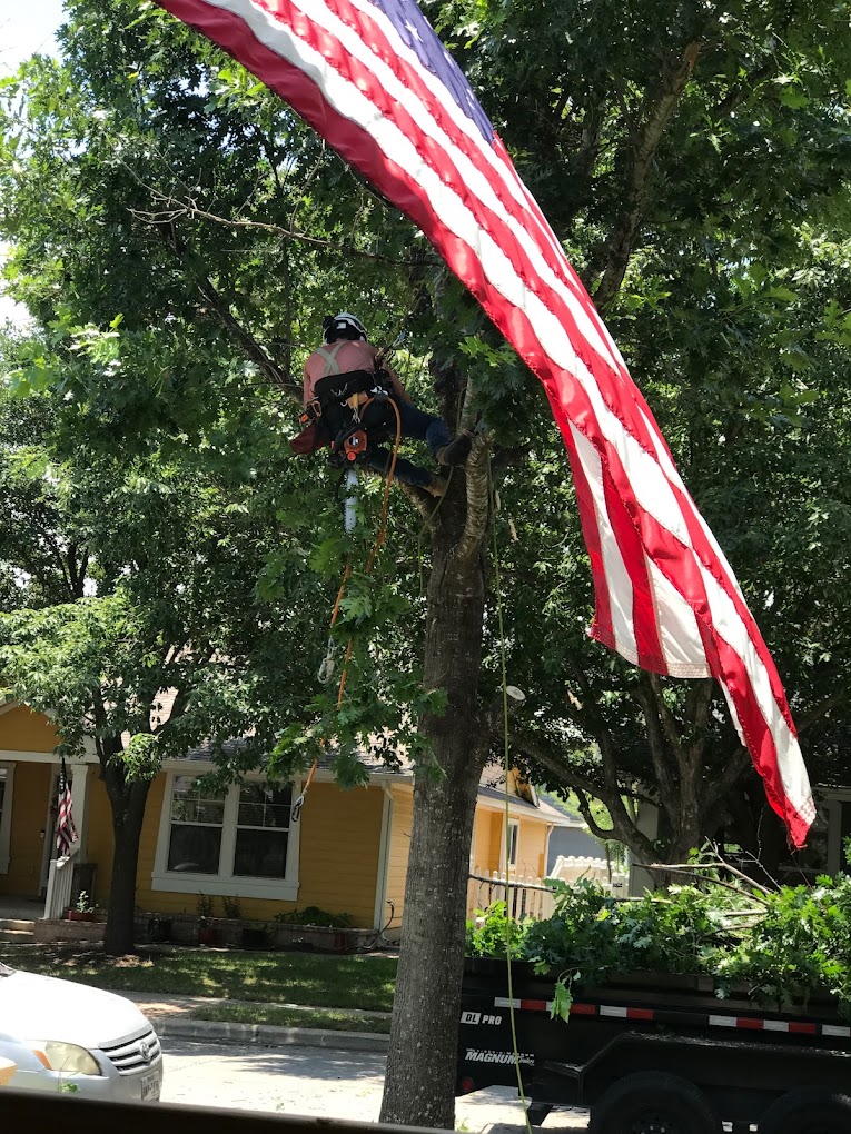 tree_removal